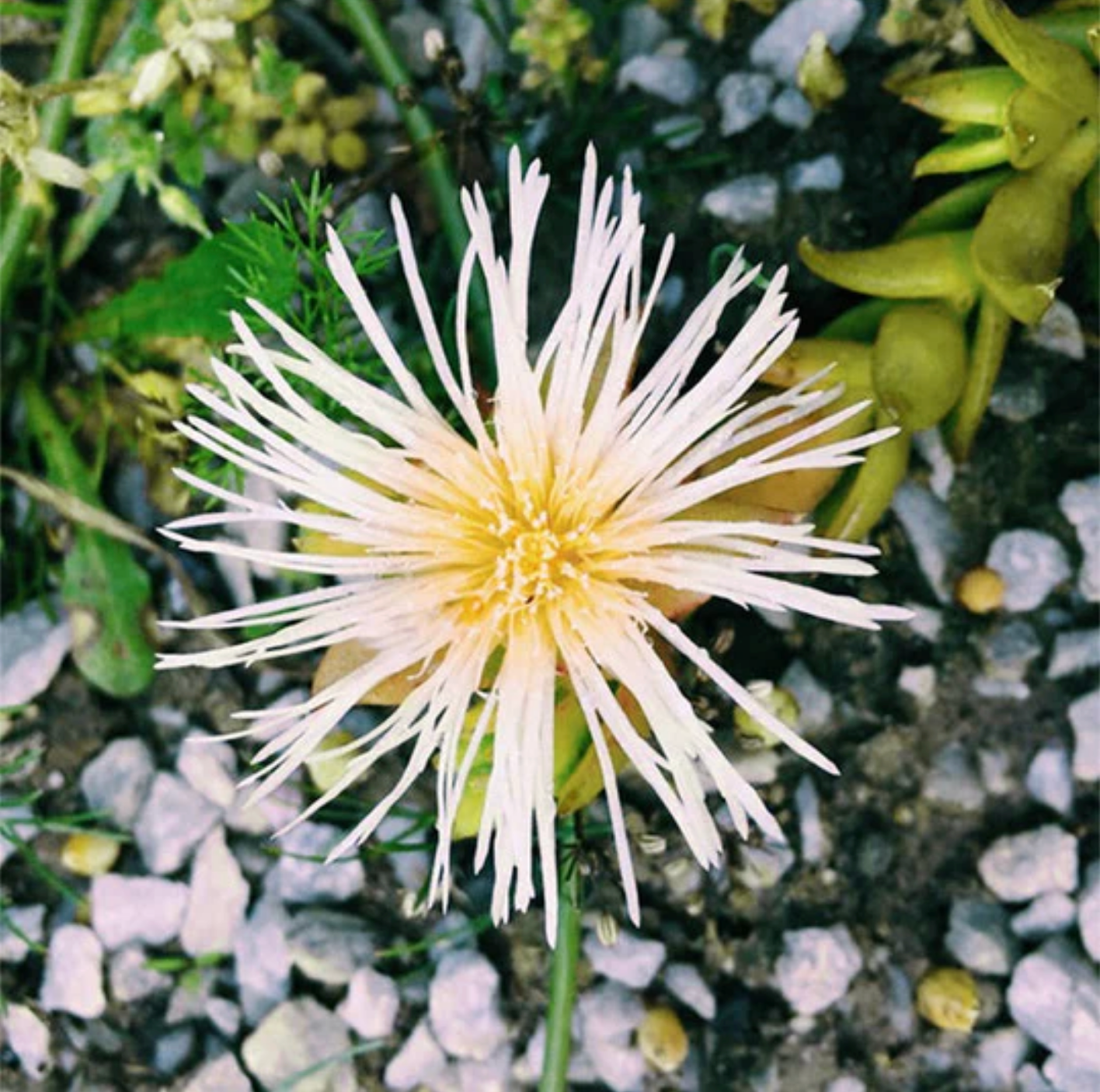 A 30-day study on the effects of KA!’s Kanna Supplements on wellness & connection