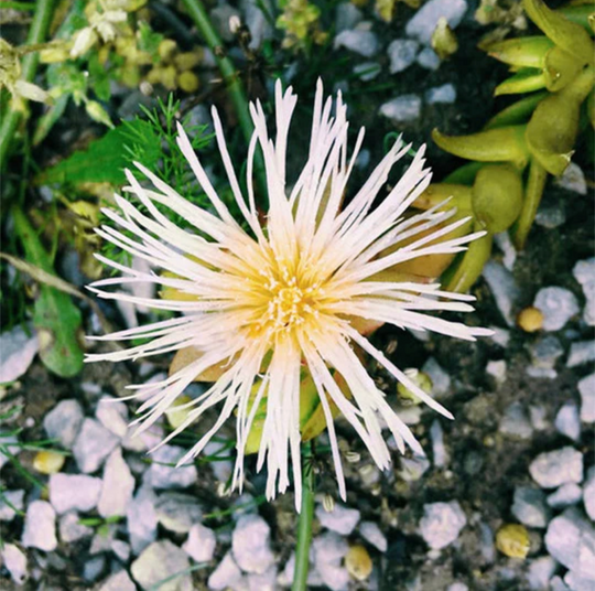 A 30-day study on the effects of KA!’s Kanna Supplements on wellness & connection