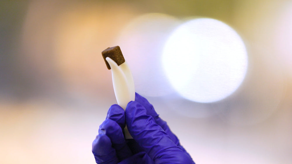 Hand wearing a blue glove holding a small object against a blurred background