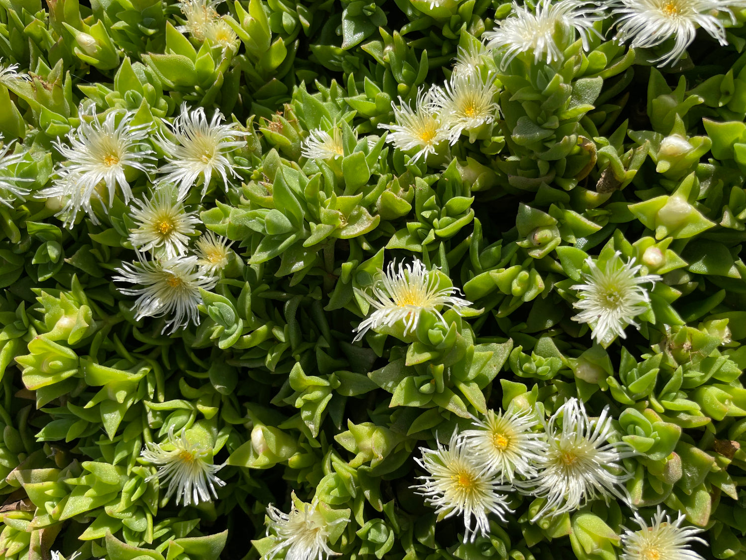 Close-up view of kanna plants growing in the wild
