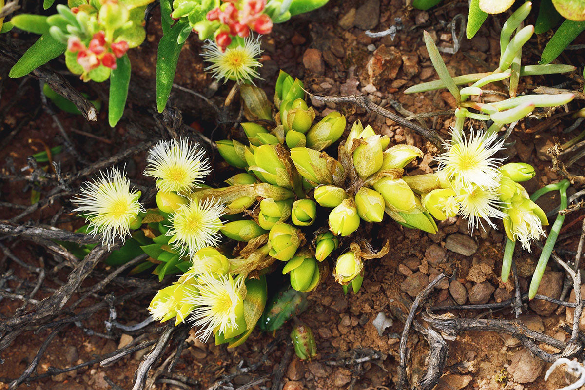 Kanna plants growing in the ground in South Africa