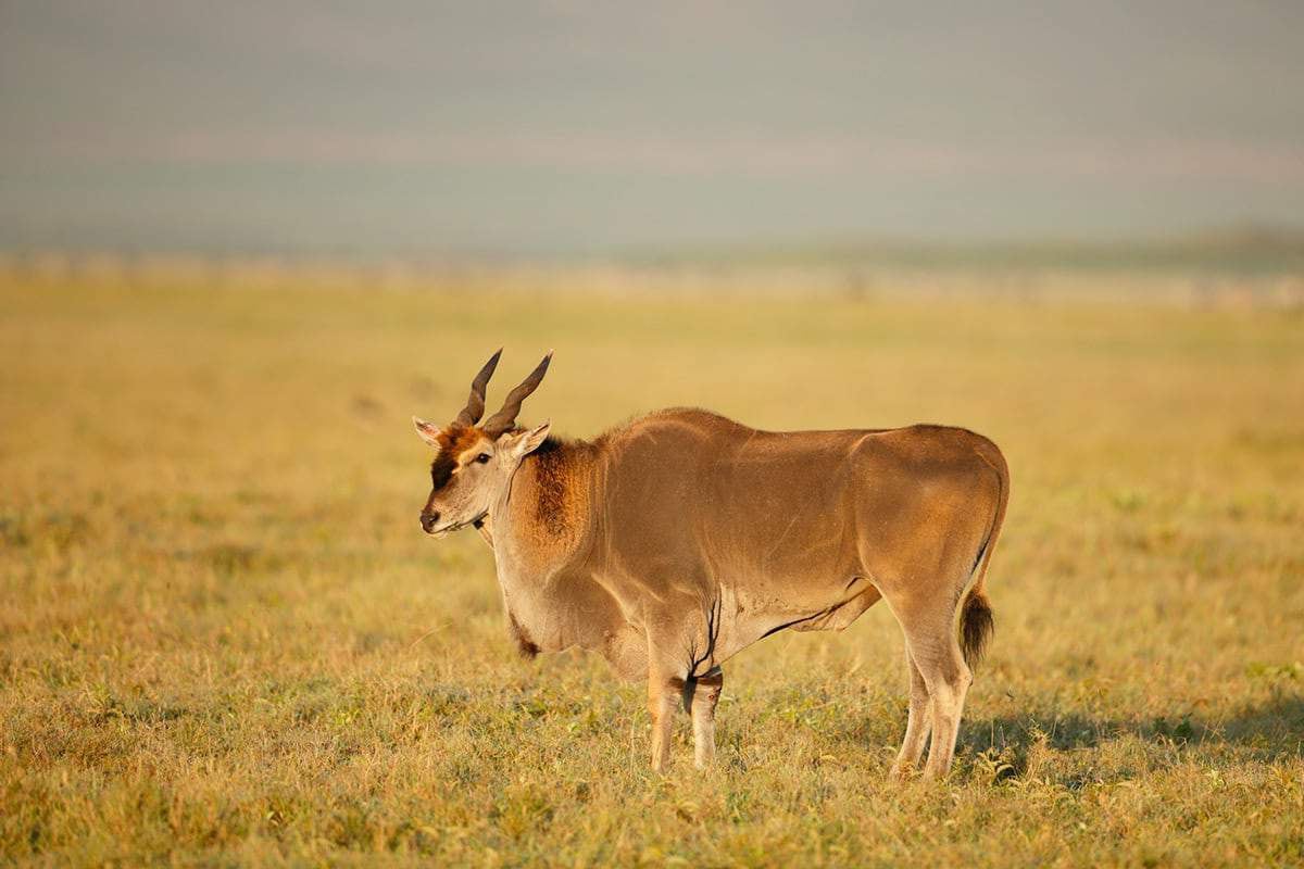 Antelope standing in the middle of a field
